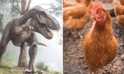 Bilim insanları, dinozor bacaklı tavuklar yetiştirdi: Peki neden?