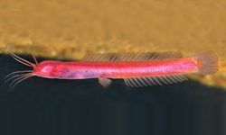 Solucana benzeyen nadir bir yayın balığı türü keşfedildi