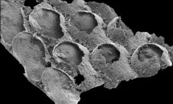 Bilim insanları açıkladı: Dünyanın en eski fosili aslında o kadar eski değil mi?