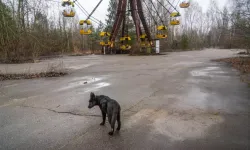 Çernobil yakınlarında yaşayan köpeklerin genetikleri daha farklı!