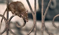Araştırmacılar, farelerin COVID-19 virüsü taşıdığını buldu!