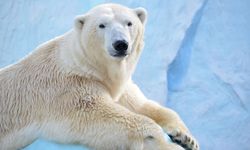 Kutup ayısından ilham alınan yeni kumaş: Pamuktan %30 daha fazla sıcak tutuyor...