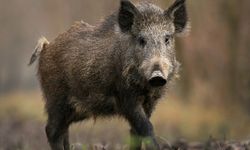 Avrupa'da bulunan domuzlar radyoaktif çıktı! İşte nedeni..