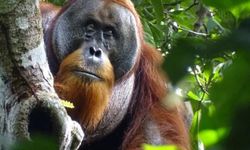 Bir ilk: Rakus adındaki orangutan yaralarını bitkiyle tedavi etti!