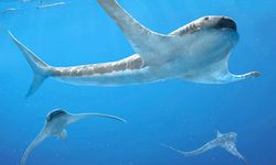 93 milyon yıl önce yaşamış köpekbalığı türü keşfedildi!