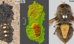47 milyon yıllık midesi polenle dolu sinek fosili keşfedildi