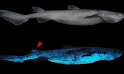 Yeni Zelanda'da "ışık saçan" dev köpekbalığı keşfedildi!