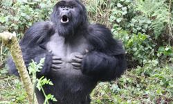 Goriller neden elleriyle göğüslerine vurur?