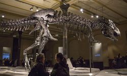 Dünyada tam tamına 2,5 milyar T-rex dinozor türü yaşamış olabilir