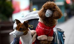 İnsanlardan köpeklere bulaşan yeni bir koronavirüs tespit edildi