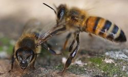 Koronavirüsü tespit etmede yeni yöntem: Arılar