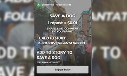 Save a Dog kampanyası yalan mı?
