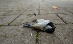 Türkiye'de Batı Nil Virüsü'ne rastlanıldı... Ölü kuşlara dikkat!