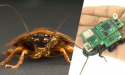 Arama-kurtarma operasyonları için böcek-bilgisayar geliştirildi
