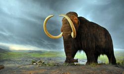 Altın madencileri, 30 bin yıllık tüylü mamut mezarlığı buldu