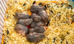 6 yıl boyunca uzayda muhafaza edilen fare spermiyle hayat bulan 'uzaylı' bebek fareler!