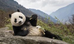 'Nesilleri tehlike altında olan' dev pandalarla ilgili sevindiren bir açıklama