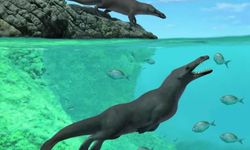 Bilim insanları, 4 ayaklı bir balina fosili keşfetti!