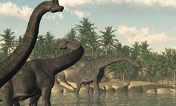 Çin'de 2 yeni dinozor türü keşfedildi