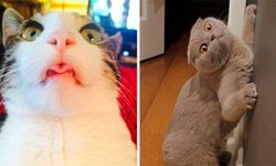 6 tuhaf kedi davranışı ve nedenleri! Ne anlatmaya çalışıyorlar?