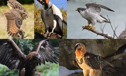 Yırtıcı kuş türlerinin yüzde 30'unun soyu tükeniyor!