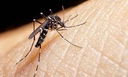 Asya kaplan sivrisineğinin ısırığında 3 ölümcül hastalık bulundu!