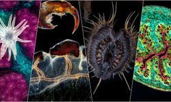 2021'in en iyi mikroskobik fotoğrafları! Hayranlık uyandıran renkler...