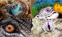 Dünyanın en büyüleyici gözlerine sahip canlıları onlar!