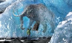 Bilim insanları mamutları geri getiriyor! 4 bin yıl önce soyları tükenmişti...