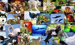 Soyları tükeniyor! 41 bin hayvan türünü bir daha hiç göremeyebiliriz...