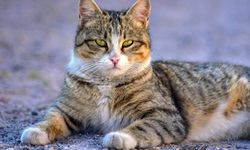 Kediler için zararlı olan yiyecekler hangileri? Hangi yiyecekler kediler için güvenli?