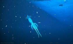 'İnsandan daha büyük' ​​gizemli deniz canlısı videoya yakalandı!