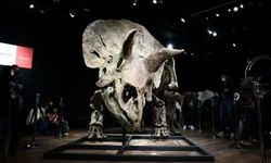 Parası var alıyor adam: Dinozor fosili için 5.5 milyon euro ödedi!