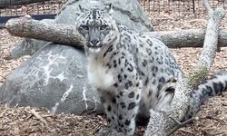 ABD'de 3 kar leoparı COVID-19 nedeniyle hayatını kaybetti