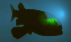 Bu dünyadan değil gibi: Transparan kafalı barreleye balığı böyle görüntülendi - VİDEO