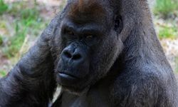 Dünyanın en yaşlı erkek gorili 61 yaşında hayatını kaybetti...