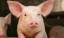 Genetiği değiştirilmiş domuz kalbi bir hastaya başarıyla nakledildi!