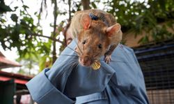 Tarihte muhtemelen ilk kez madalya almış olan fare Magawa hayatını kaybetti!