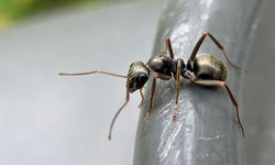 Kanseri koklayarak teşhis edebilen karınca türü keşfedildi