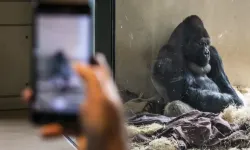 Hayvanat bahçesinde yaşayan genç goril akıllı telefon bağımlısı oldu