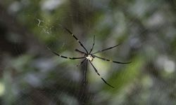 Örümcekler ağlarını kullanarak "duyabiliyor"