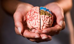 İnsan beyni zamanla büyüyüp küçülüyor!