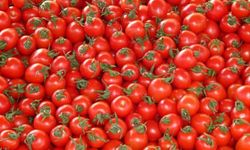 Bilim insanları, domateslere 'D' vitamini depolamayı başardı!