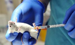 Genç farelerin omurulik sıvısı yaşlı farelere enjekte edildi: Yaşlı farelerin hafızası yenilendi!