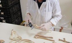 Bilim insanları, Pompeii kurbanlarının taşlaşmış bedenlerinden antik DNA'lar topladı