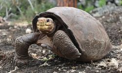 Nesli tükendiği düşünülen kaplumbağa, 100 yıl sonra ortaya çıktı