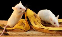 İlginç araştırma: Erkek fareler muzdan korkuyor
