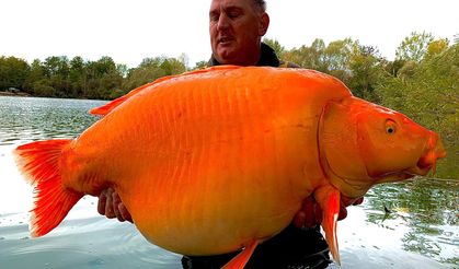 30 kilo ağırlığındaki Dev Japon Balığını görenler şaştı kaldı