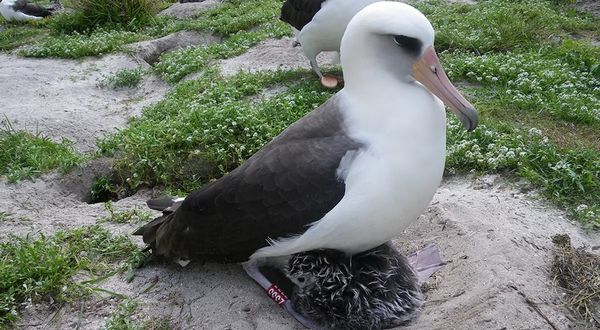 71 yaşındaki albatros Wisdom, 60 yıllık eşini 2 yıldır göremiyor