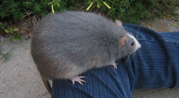 Uzmanlar uyardı: Süper fareler zehirlere karşı bağışıklık geliştiriyor